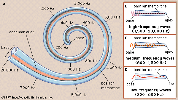 basilar membrane frequency encoding