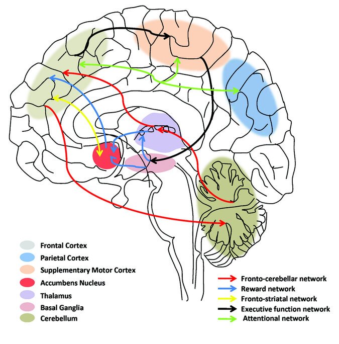various brain networks