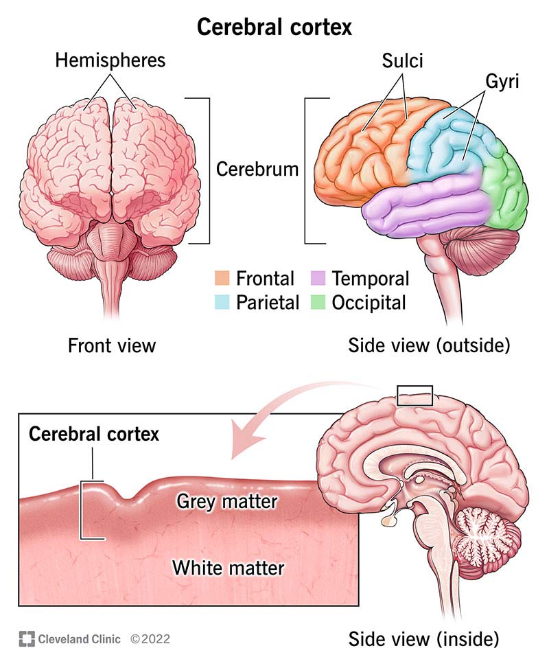 cerebral cortex