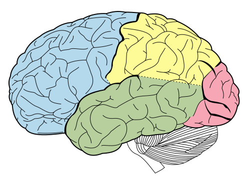Cerebrum