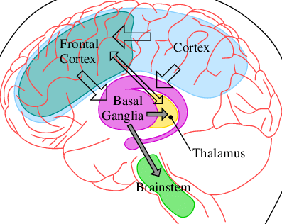 cortico-thalamic-basal ganglia circuit