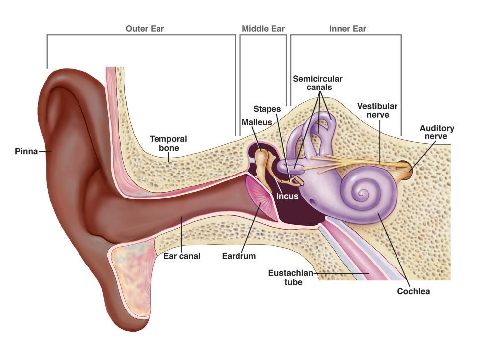 ear structure