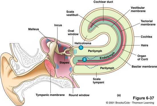 inner ear structure