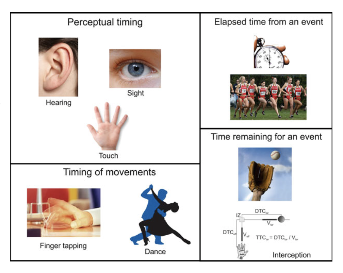 elements of temporal processing