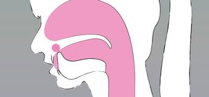 An anatomical diagram of the head in profile. The tip of the tongue is shown curled upward and backward, touching the area behind the front teeth. A pink circular marker identifies this point of contact, representing the physical positioning for retroflex vowels.