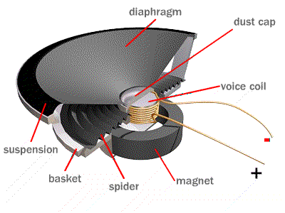 Cutaway diagram of a dynamic loudspeaker, with labels pointing to the diaphragm (the wide cone), dust cap (centered on the cone), voice coil (a cylinder of wire wound around a former, sitting in the gap of the magnet), suspension and spider (flexible parts holding the coil centered), basket (the metal frame), and magnet (the disc-shaped permanent magnet at the back). Two leads exit the back of the coil to a + terminal.