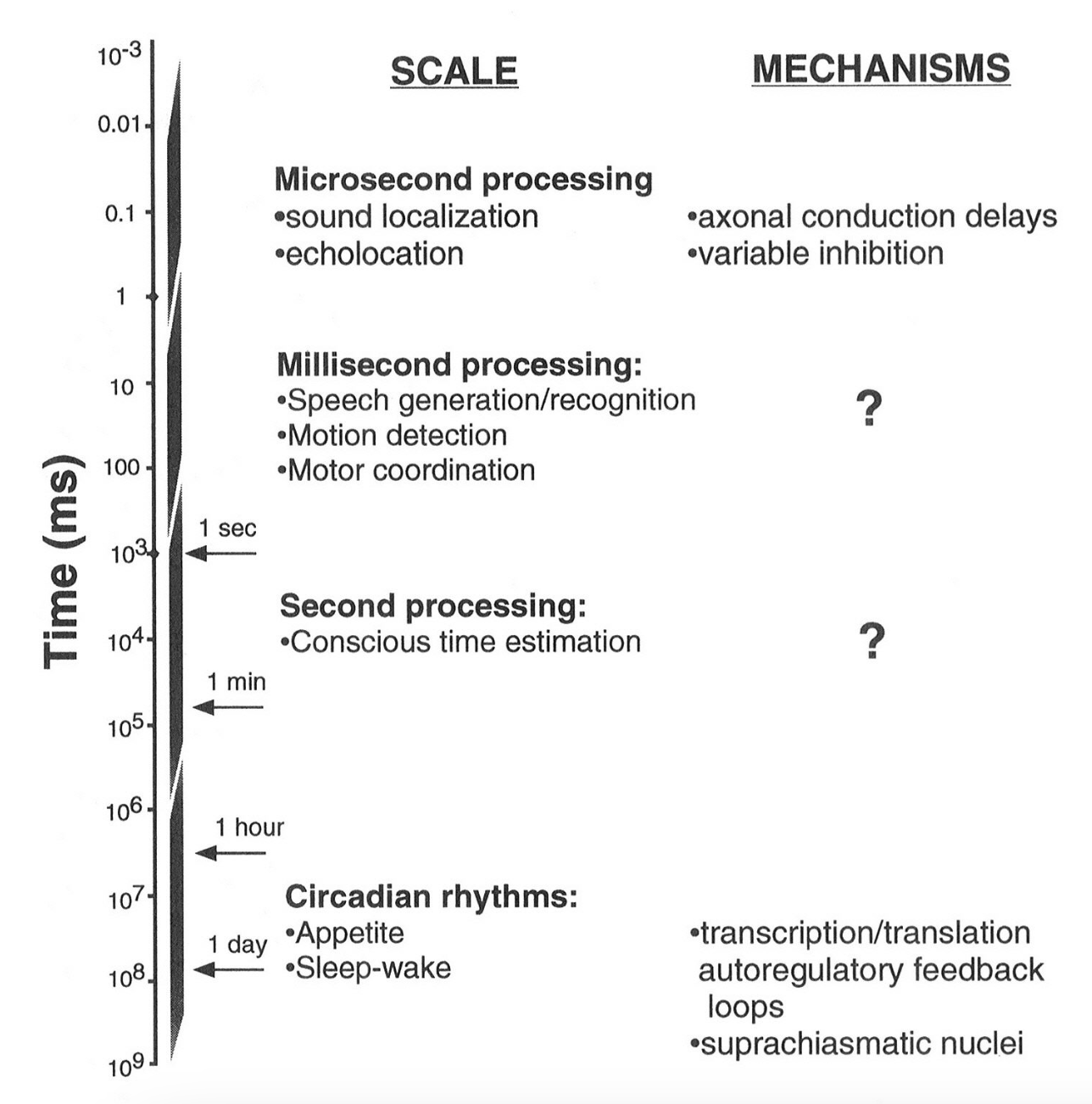gap in the understanding of temporal processing