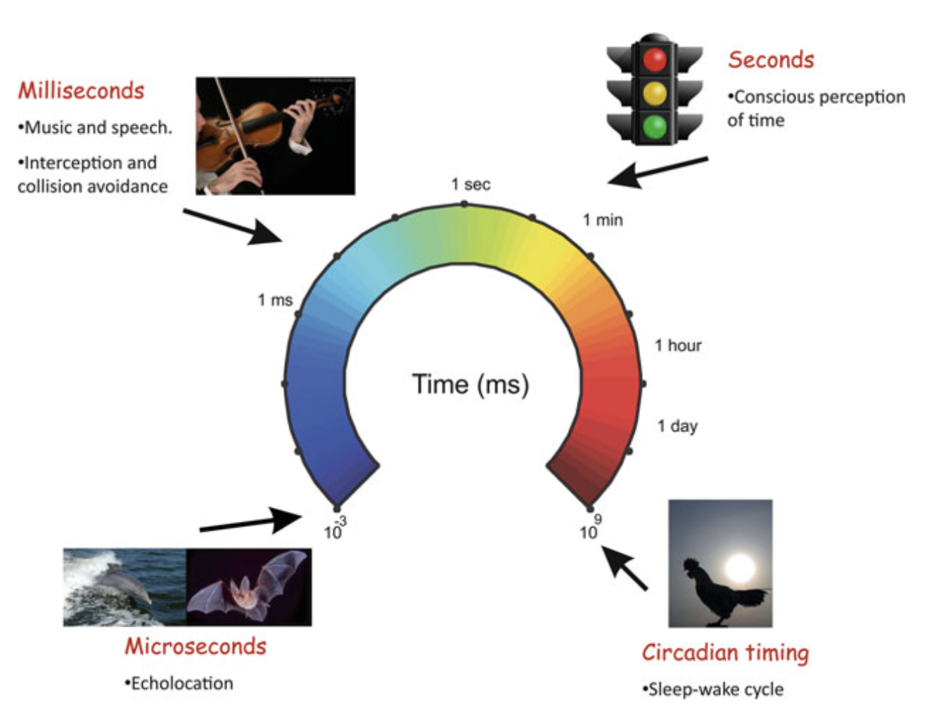 biological time range from microsecond to circadian rhythm